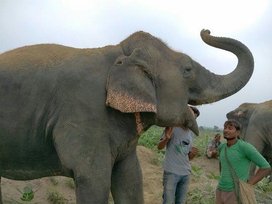 Elephant Conservation & Care Center